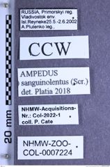 Etiketten zu Ampedus sanguinolentus (Schrank, 1776) (NHMW-ZOO-COL-0007224)